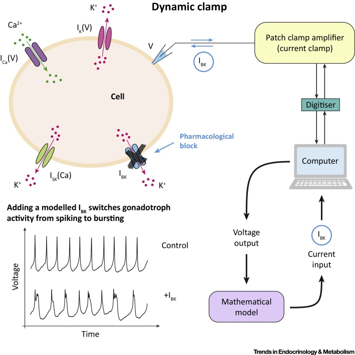 Figure 4