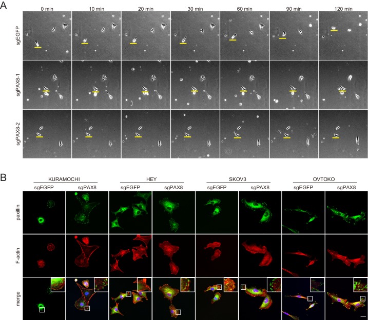 Figure 2—figure supplement 1.