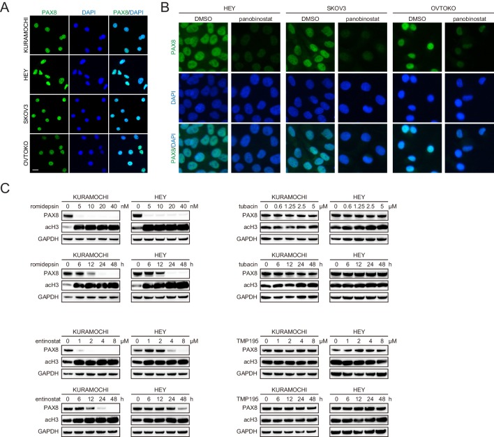 Figure 3—figure supplement 1.