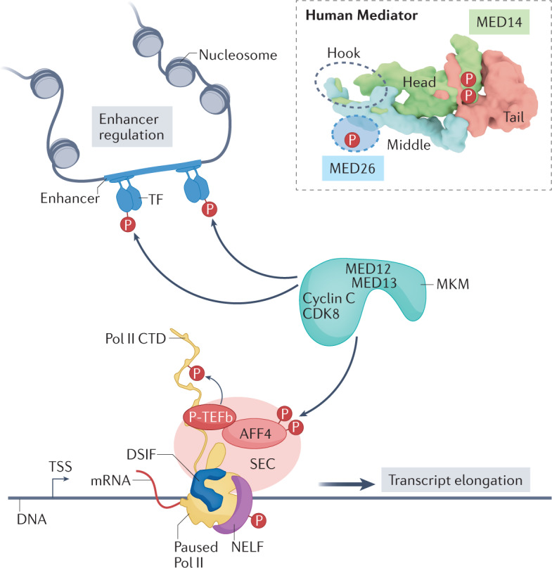 The Mediator complex as a master regulator of transcription by RNA ...