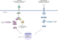 A diagrammatical representation of the canonical and non-canonical NF-κB signalling pathways.