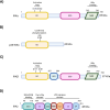Structural representation of the IKK family member subunits.