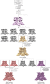 Figure 1—figure supplement 2.