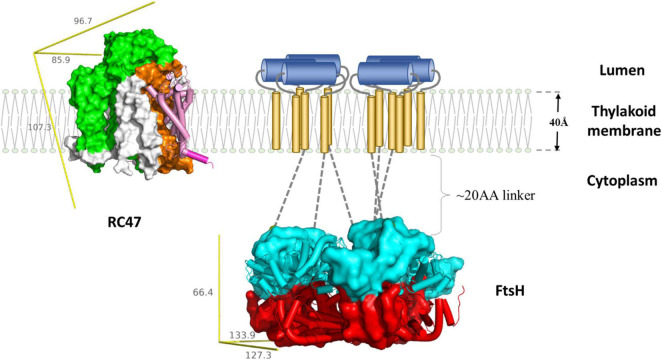 FIGURE 3