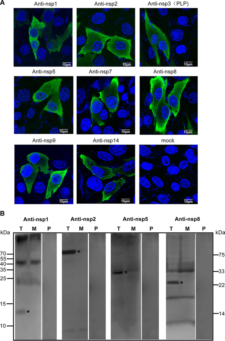 FIG 2