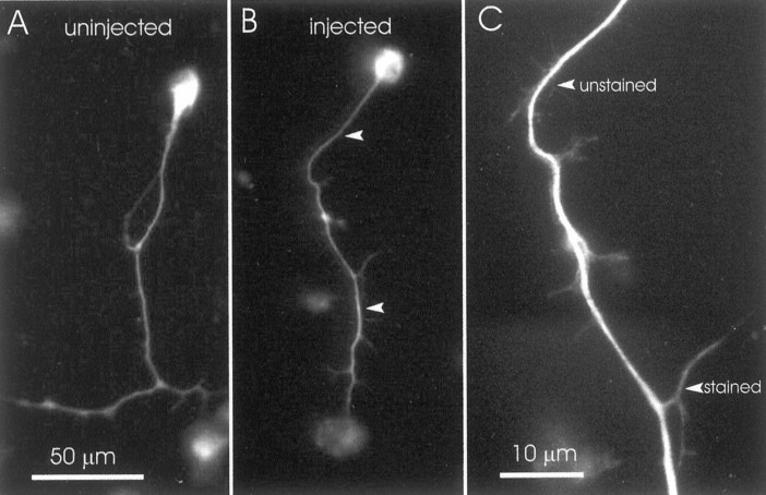 Fig. 9.