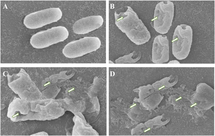 Fig. 5