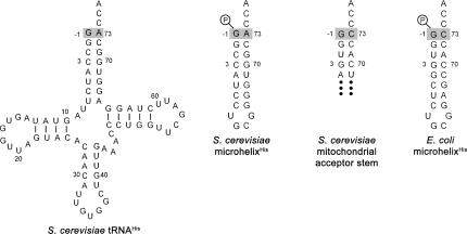 FIGURE 1.