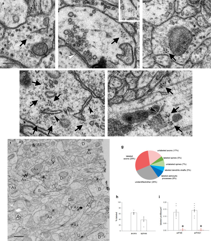 Figure 1—figure supplement 1.