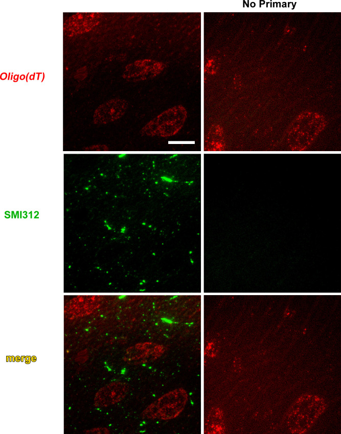 Figure 6—figure supplement 1.