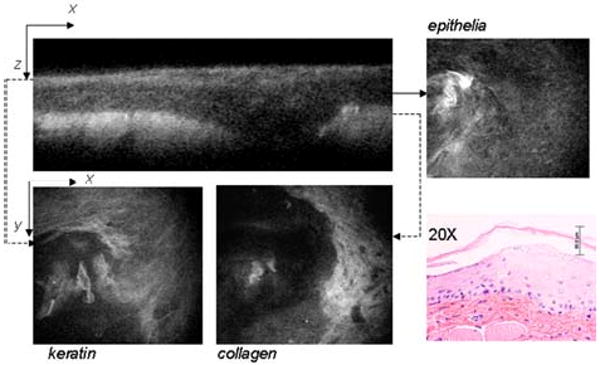 Fig. 2