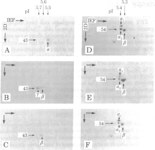 graphic file with name pnas00495-0603-a.jpg