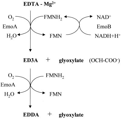 FIG. 5