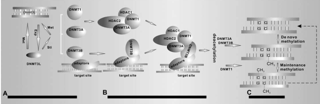 Fig. (3). Models of DNMT associated methylation and gene silence.