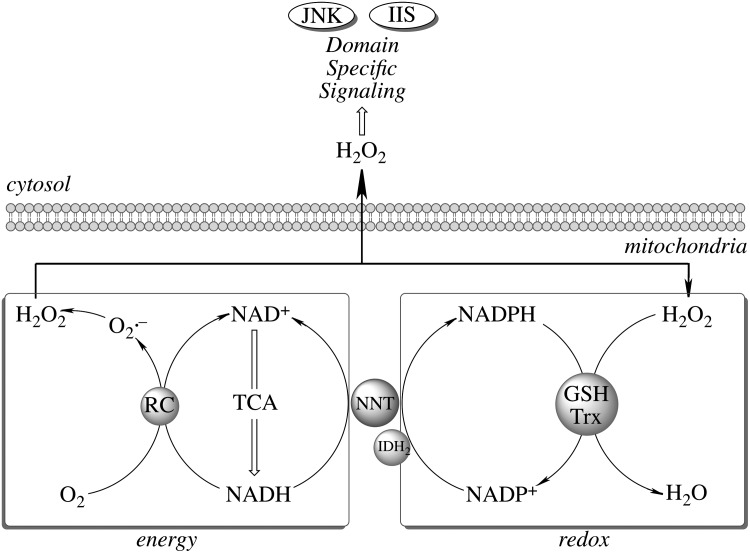 FIG. 2.