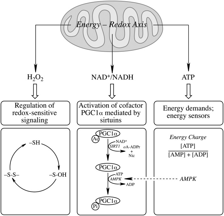 FIG. 1.