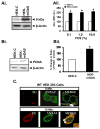 Fig1