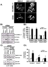 Fig3