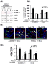 Fig6