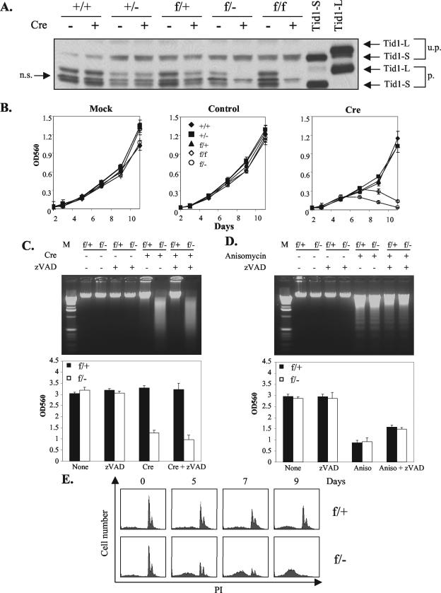 FIG.3.