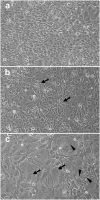 Fig. 8