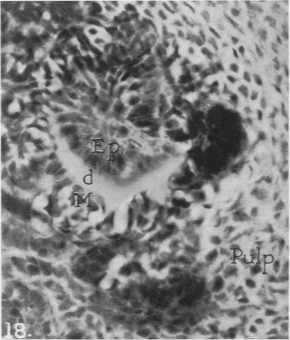 Fig. 18