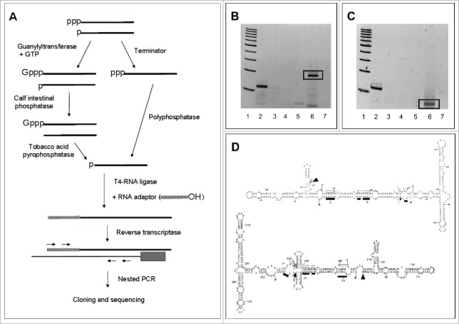 Figure 5.