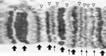 Fig. (1)