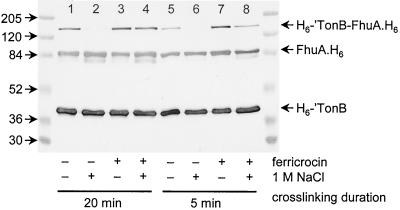 FIG. 6