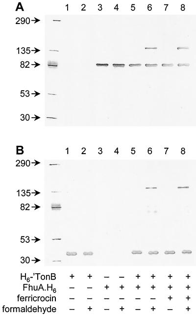 FIG. 5