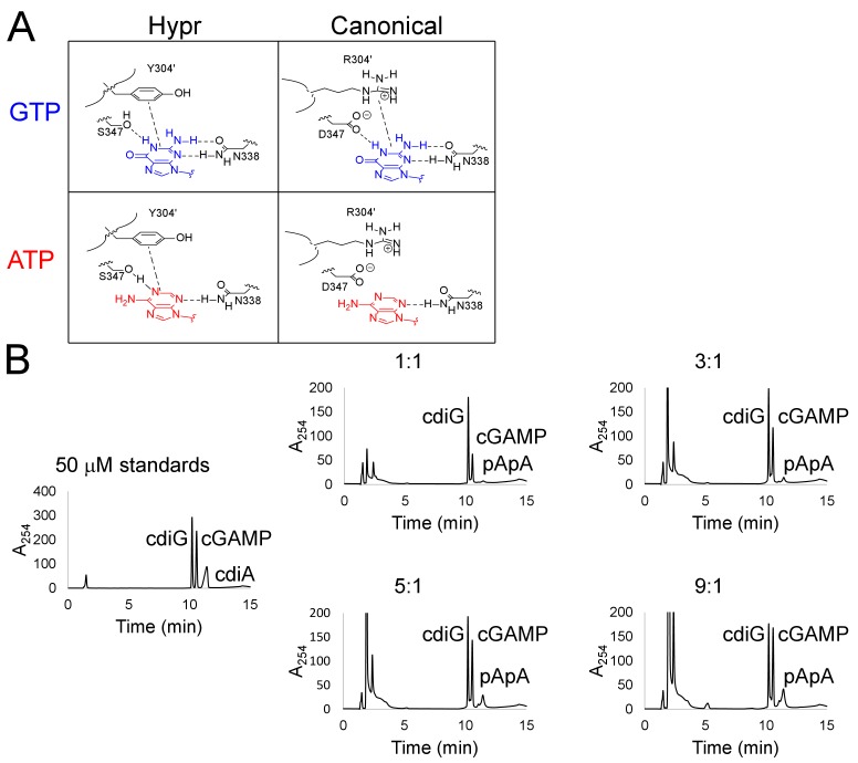 Figure 9—figure supplement 1.