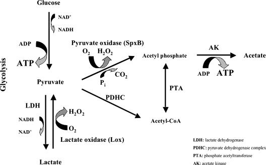 FIG. 7.