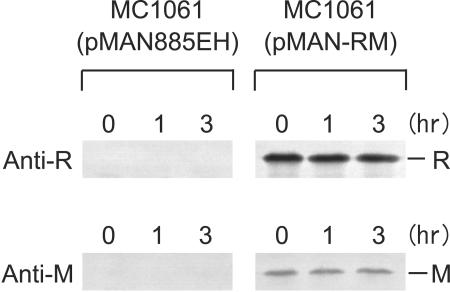 Stability of EcoRI Restriction-Modification Enzymes In Vivo ...