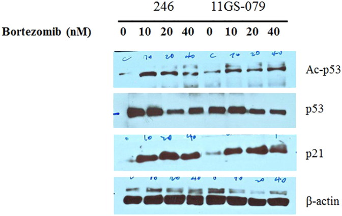 Supplementary Figure 4