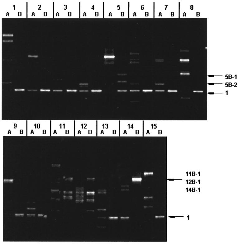 FIG. 5.