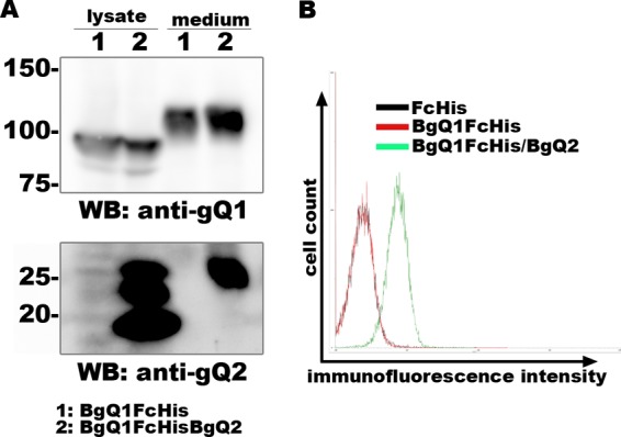 FIG 5