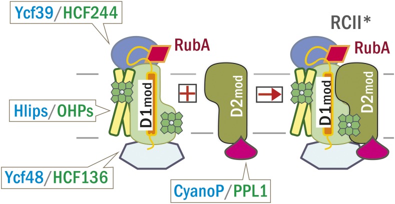 Figure 11.