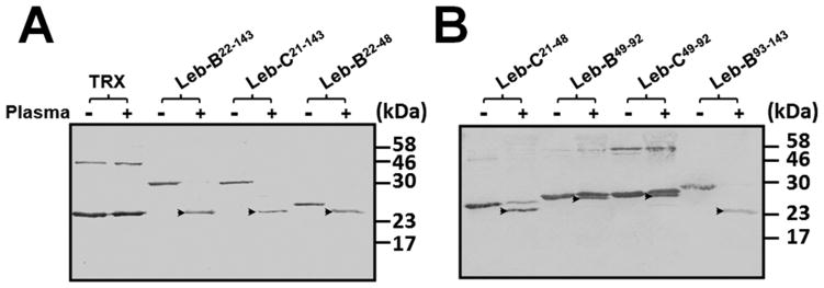 Fig. 5