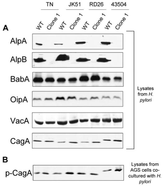 FIGURE 1