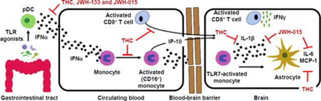 graphic file with name nihms-1594805-f0001.jpg