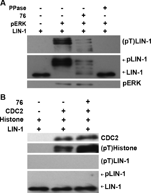 Fig. 5