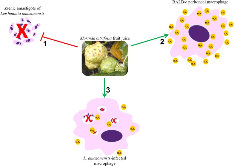 Fig. 2