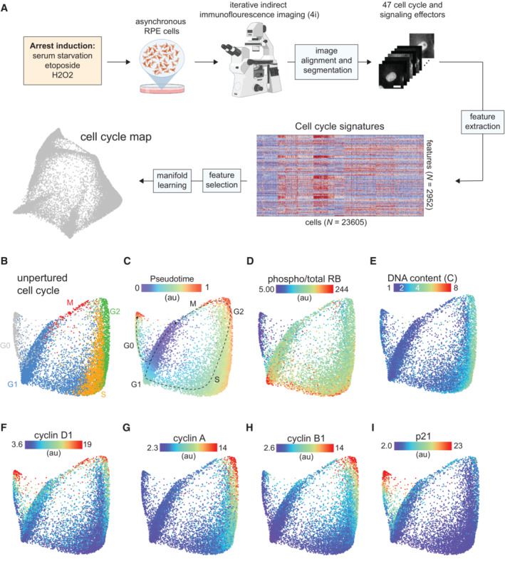 The molecular architecture of cell cycle arrest Biology Diagrams