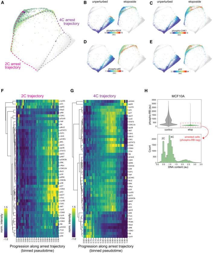 The molecular architecture of cell cycle arrest Biology Diagrams