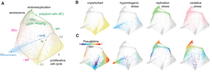 The molecular architecture of cell cycle arrest Biology Diagrams