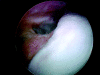 Fig. 8
