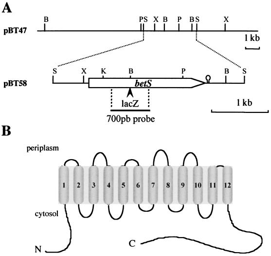 FIG. 1.