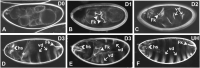 Fig 7