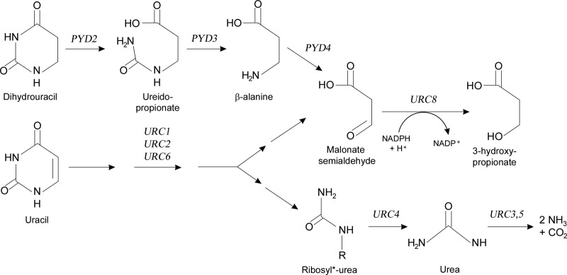 FIG 5