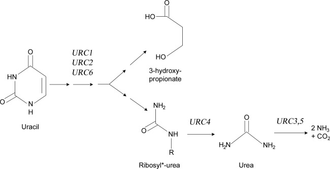 FIG 1